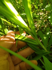Carex shortiana