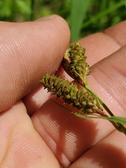 Carex shortiana