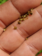 Carex shortiana