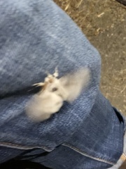 Calliteara pudibunda