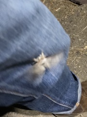 Calliteara pudibunda