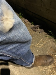 Calliteara pudibunda