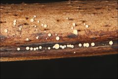 Lachnum pteridophyllum