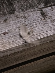 Calliteara pudibunda