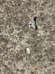 Calliteara pudibunda