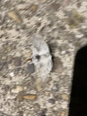 Calliteara pudibunda