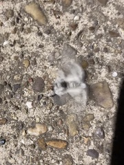 Calliteara pudibunda