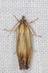 Eucosma umbrastriana