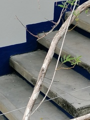 Sceloporus melanorhinus