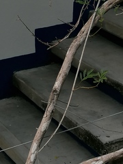 Sceloporus melanorhinus