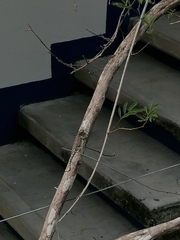 Sceloporus melanorhinus