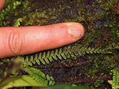 Ascogrammitis anfractuosa