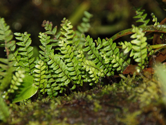 Ascogrammitis anfractuosa