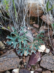 Pelargonium pillansii