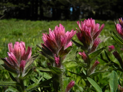 Castilleja parviflora olympica