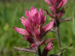 Castilleja parviflora olympica