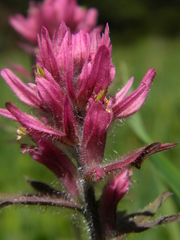 Castilleja parviflora olympica
