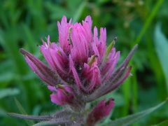 Castilleja parviflora olympica