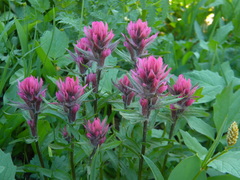 Castilleja parviflora olympica