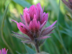 Castilleja parviflora olympica