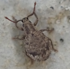 Myosides seriehispidus