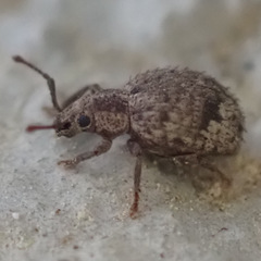 Myosides seriehispidus