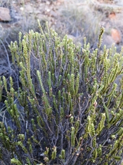 Euchaetis