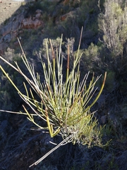 Anginon swellendamense