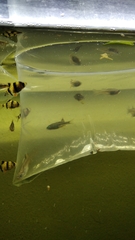 Pseudomugil signifer