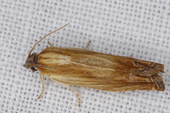 Eucosma umbrastriana