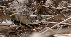 Austracris basalis