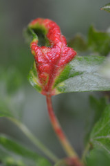 Dysaphis crataegi