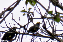 Ampeliceps coronatus