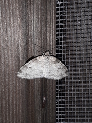 Lobophora