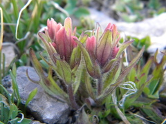 Castilleja pulchella