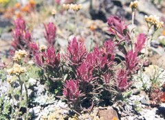 Castilleja rubida