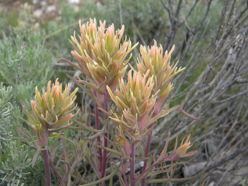 Castilleja flava var. rustica