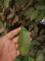 Passiflora nitida