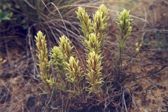 Castilleja thompsonii