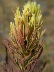 Castilleja thompsonii