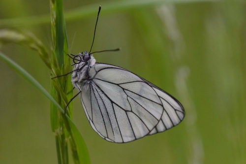 Black-veined White, Pétange, Luxembourg, photo 9 of 10