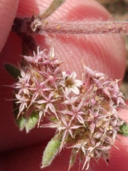 Chorizanthe cuspidata cuspidata