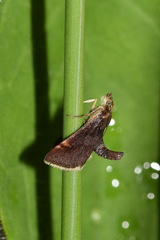 Pyrausta obfuscata