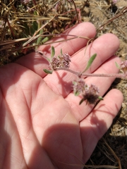 Chorizanthe cuspidata cuspidata