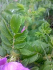 Rosa rugosa