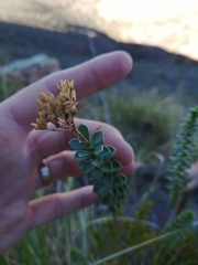 Athanasia spathulata