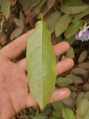 Passiflora nitida