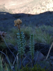 Athanasia spathulata