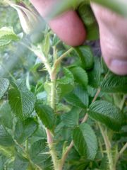 Rosa rugosa