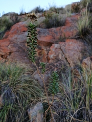 Athanasia spathulata
